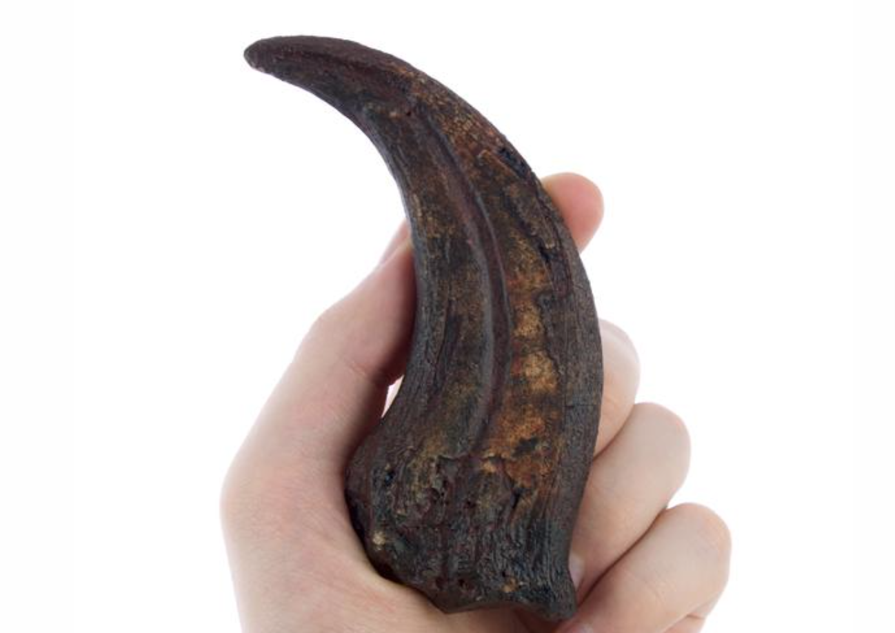 Oviraptor Claw