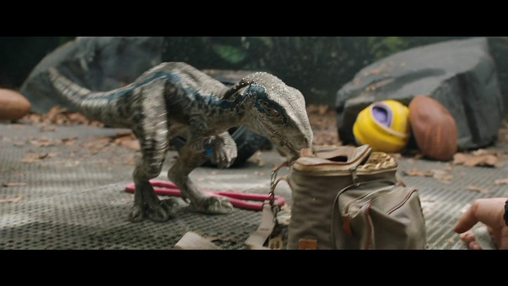Blue the raptor